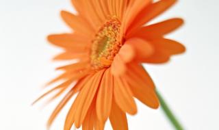 太阳花的花语是什么
